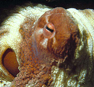 Photo:Dr. A. Colorni